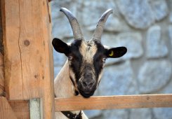 Huberhof Vals