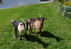 Kinderferien in Südtirol